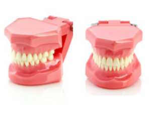 Teeth Models